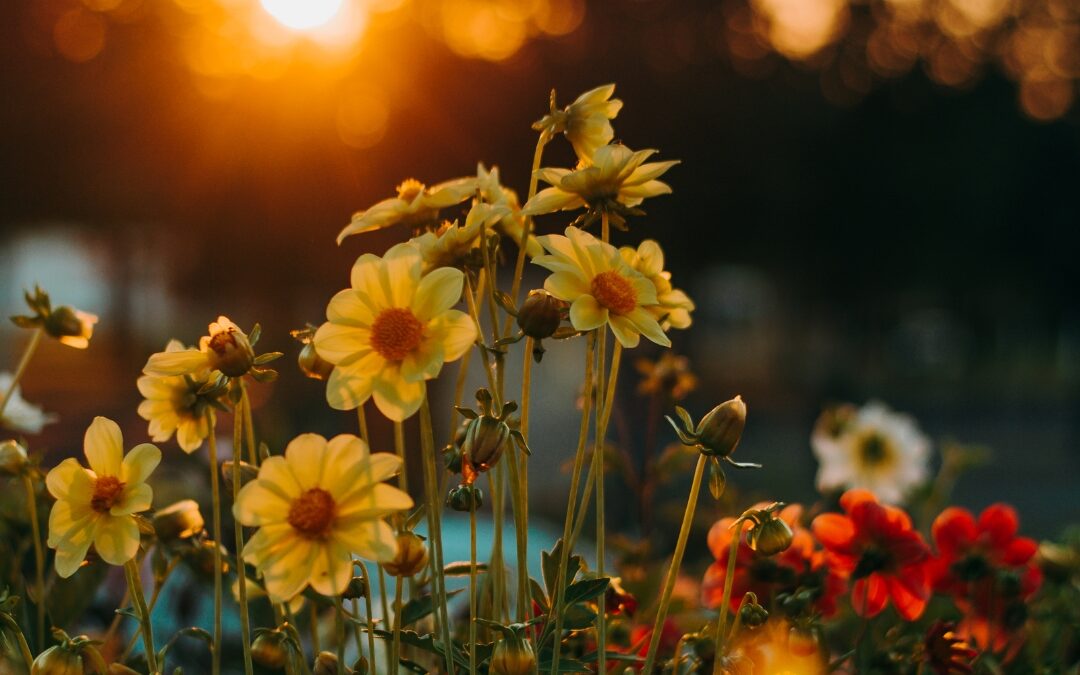 El Encanto Floral: Explorando el Mundo de la Venta de Flores